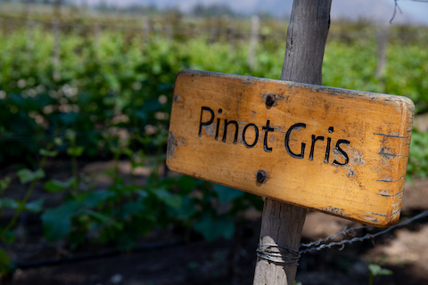 PINOT GRIS